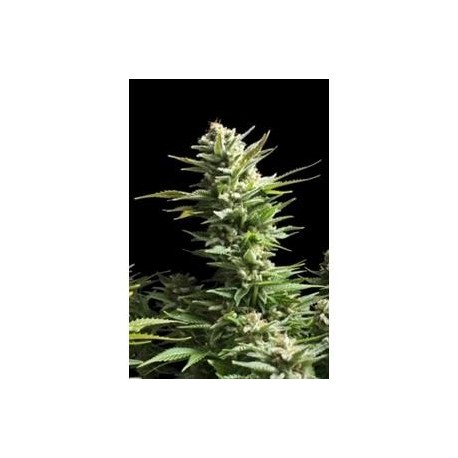 AMNESIA * BIOLOGICAL SEEDS 3 SEMI