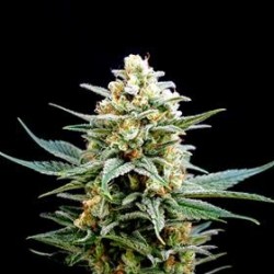 CRITICAL * BIOLOGICAL SEEDS 3 SEMI