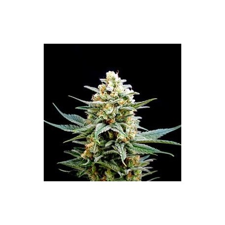 CRITICAL * BIOLOGICAL SEEDS 3 SEMI