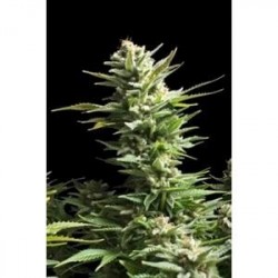 AMNESIA * BIOLOGICAL SEEDS 10 SEMI