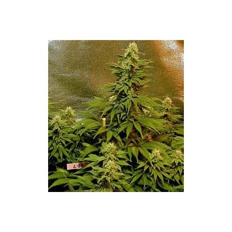 DOUBLE DUTCH * SERIOUS SEEDS 11 SEMI REG