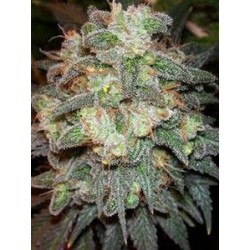 MOTAVATION * SERIOUS SEEDS 11 SEMI REG