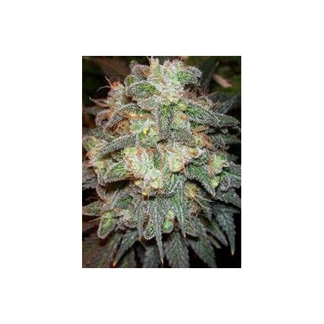 MOTAVATION * SERIOUS SEEDS 11 SEMI REG