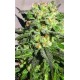 WARLOCK * SERIOUS SEEDS 11 SEMI REG