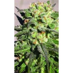 WARLOCK * SERIOUS SEEDS 11 SEMI REG