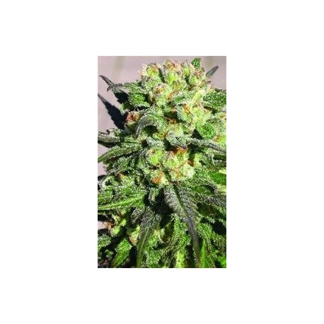 WARLOCK * SERIOUS SEEDS 11 SEMI REG