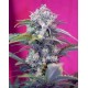 CREAM MANDARINE AUTO * SWEET SEEDS FEMINIZED 3 SEMI