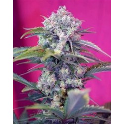 CREAM MANDARINE AUTO * SWEET SEEDS FEMINIZED 3 SEMI