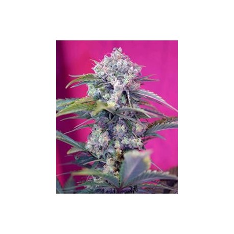 CREAM MANDARINE AUTO * SWEET SEEDS FEMINIZED 3 SEMI