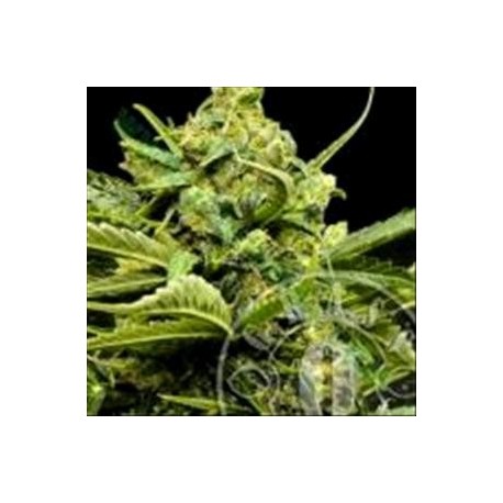 MIX GOM * GRASSOMATIC 10 SEMI FEM 