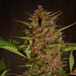 PAKISTAN CHITRAL KUSH * ACE SEEDS 10 SEMI REG