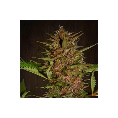 PAKISTAN CHITRAL KUSH * ACE SEEDS 10 SEMI REG