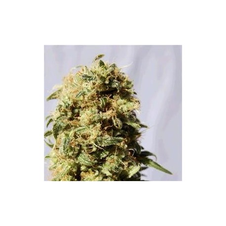 AK BIO * BIOLOGICAL SEEDS 3 SEMI