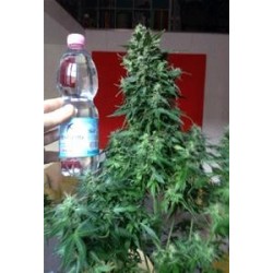 AUTO AK BIO * BIOLOGICAL SEEDS 3 SEMI