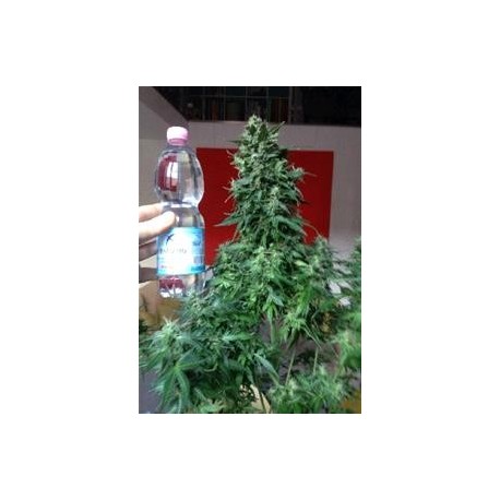 AUTO AK BIO * BIOLOGICAL SEEDS 3 SEMI