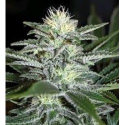 WHITE WIDOW * BIOLOGICAL SEEDS 3 SEMI