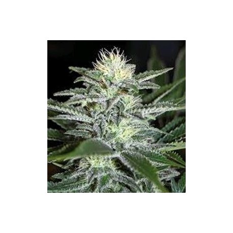 WHITE WIDOW * BIOLOGICAL SEEDS 3 SEMI