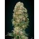 AFGHAN SKUNK * ADVANCED SEEDS 1 SEME FEM