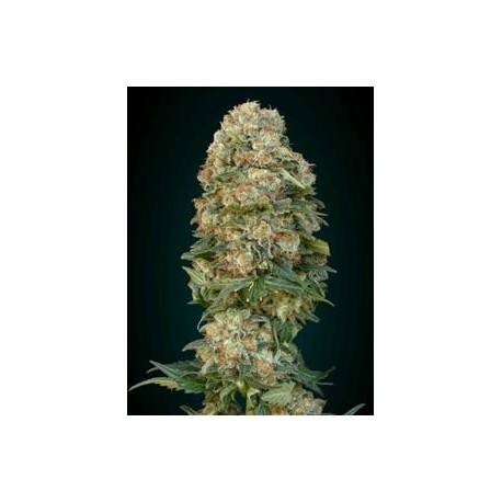 AFGHAN SKUNK * ADVANCED SEEDS 1 SEME FEM