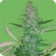 BIG LOW AUTO* SEEDS OF LIFE 1 SEME FEM 