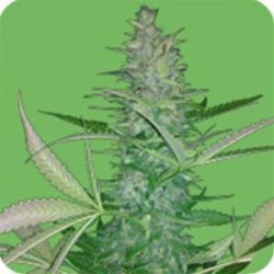 BIG LOW AUTO* SEEDS OF LIFE 1 SEME FEM 