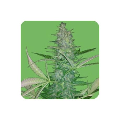 BIG LOW AUTO* SEEDS OF LIFE 1 SEME FEM 