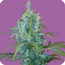 KABALA AUTO* SEEDS OF LIFE 1 SEME FEM 