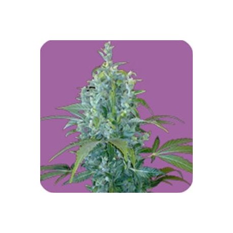 KABALA AUTO* SEEDS OF LIFE 1 SEME FEM 