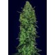 AUTO SKUNK MASS * ADVANCED SEEDS 3 SEMI FEM