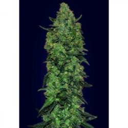 AUTO SKUNK MASS * ADVANCED SEEDS 3 SEMI FEM