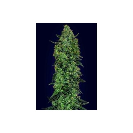 AUTO SKUNK MASS * ADVANCED SEEDS 3 SEMI FEM