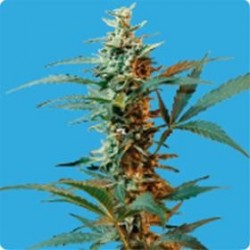 NORDIKA AUTO* SEEDS OF LIFE 3 SEMI FEM 