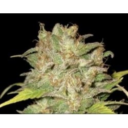 WIDOW * CBD SEEDS 3 SEMI FEM