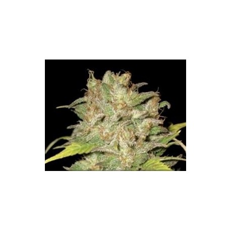 WIDOW * CBD SEEDS 3 SEMI FEM