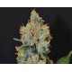 LAVENDER * CBD SEEDS 3 SEMI FEM