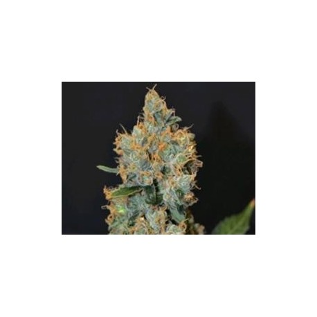 LAVENDER * CBD SEEDS 3 SEMI FEM