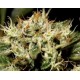 YUMBOLT * CBD SEEDS 3 SEMI FEM