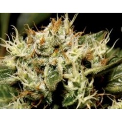 YUMBOLT * CBD SEEDS 3 SEMI FEM