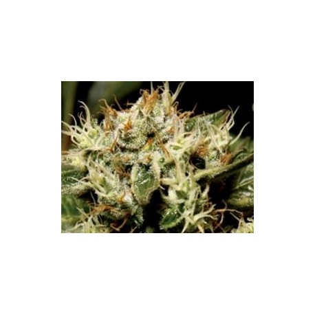 YUMBOLT * CBD SEEDS 3 SEMI FEM