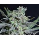 CRITICAL * CBD SEEDS 3 SEMI FEM