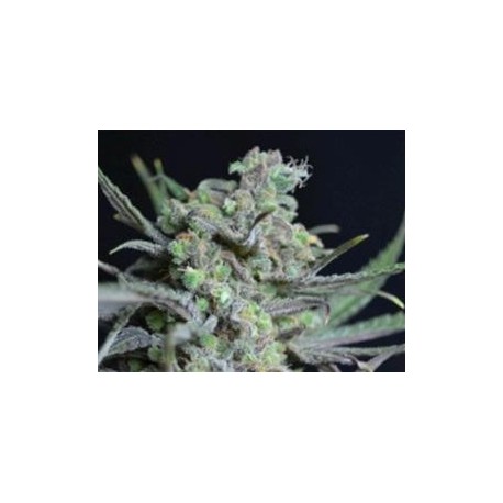 CRITICAL * CBD SEEDS 3 SEMI FEM