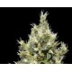 NORTHERN * CBD SEEDS 3 SEMI FEM