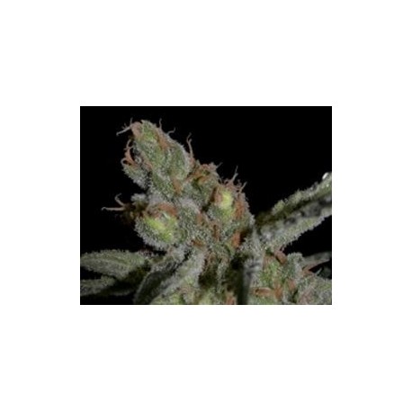 SHARK * CBD SEEDS 3 SEMI FEM