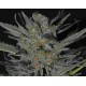 DOMINA * CBD SEEDS 3 SEMI FEM