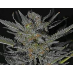 DOMINA * CBD SEEDS 3 SEMI FEM