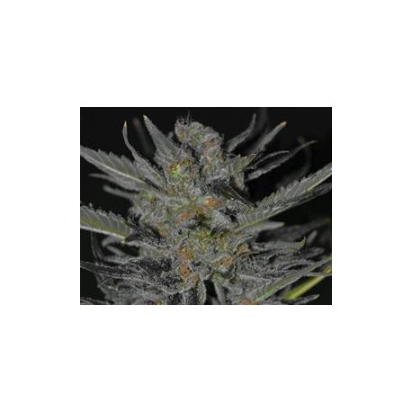 DOMINA * CBD SEEDS 3 SEMI FEM