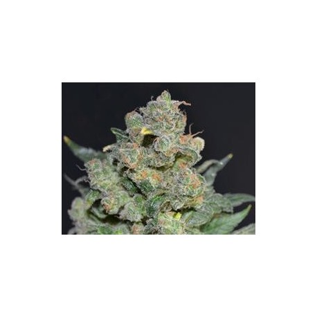 CHEESE * CBD SEEDS 3 SEMI FEM