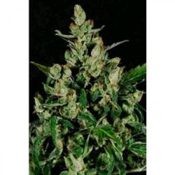 AUTO WIDOW * CBD SEEDS 3 SEMI FEM