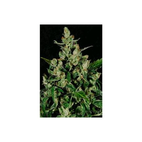 AUTO WIDOW * CBD SEEDS 3 SEMI FEM