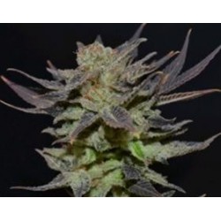 AUTO LAVENDER * CBD SEEDS 3 SEMI FEM